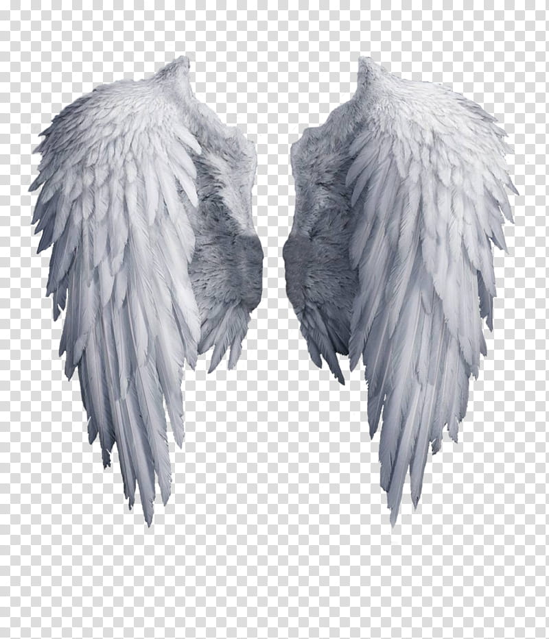 Recursos Alas De Angel , white wing transparent background PNG clipart