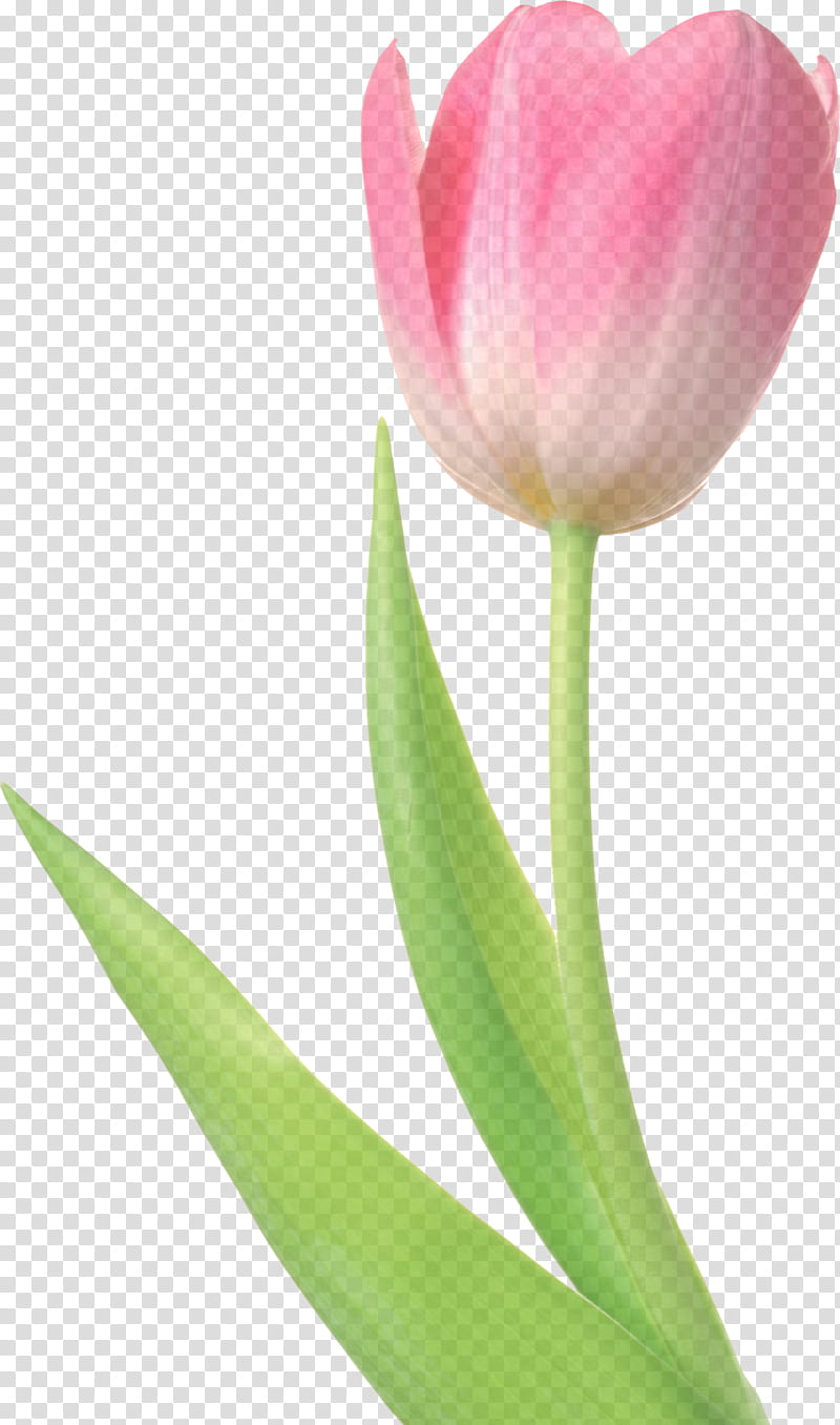 flowering plant flower petal tulip plant, Pink, Tulipa Humilis, Pedicel, Cut Flowers transparent background PNG clipart