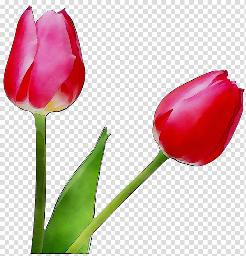 Flowers, Tulip, Lily, Cut Flowers, Arumlily, Publication, Petal, Plant Stem transparent background PNG clipart