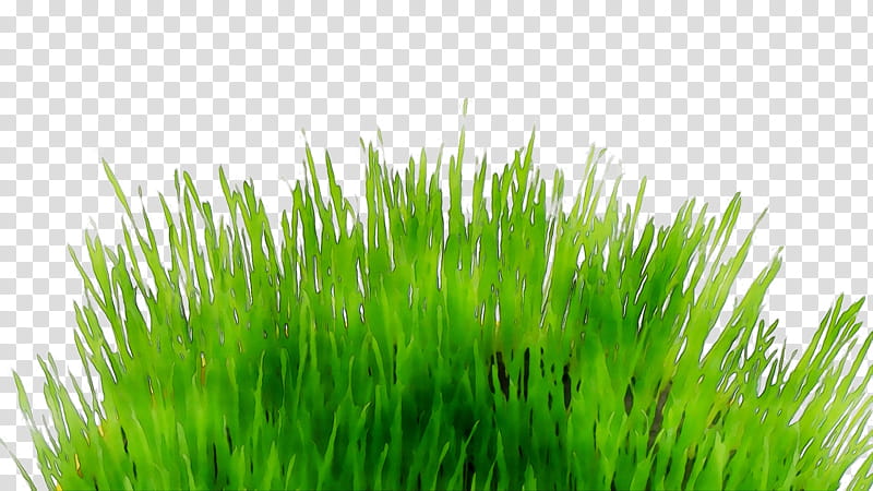 Green Grass, Sticker, Wall, Grasses, Meadow, Decal, Lawn, Wheatgrass transparent background PNG clipart
