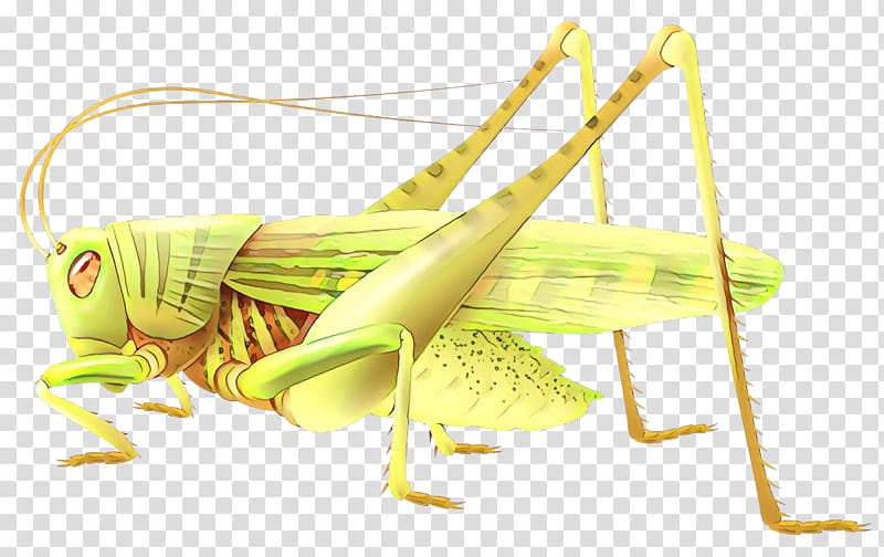 Cartoon Bird, Insect, Locust, Drawing, American Bird Grasshopper, Shorthorned Grasshopper, Omocestus Viridulus, Cricketlike Insect transparent background PNG clipart