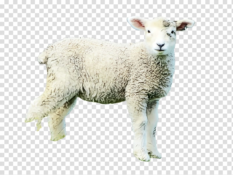 Eid Al Adha, Sheep, Lamb, Dhu AlHijjah, Eid Ul Adha, Goat, Animal, Meter transparent background PNG clipart