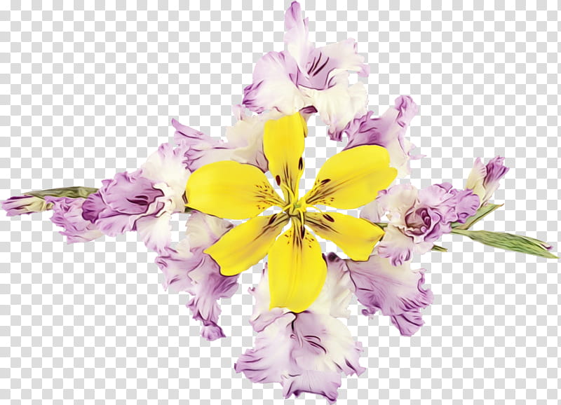 Lily Flower, Floral Design, Cut Flowers, Flower Bouquet, Petal, Violet, Violaceae, Plant transparent background PNG clipart