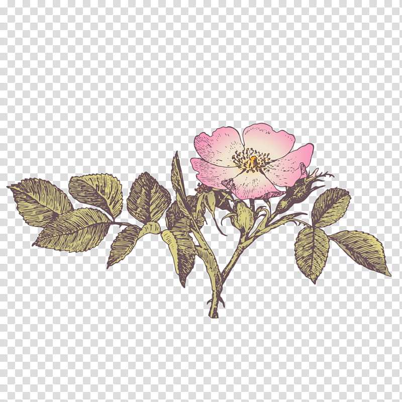 Flowers, Poster, Retro Style, Baidu Knows, Rose Family, Plant, Flora, Rose Order transparent background PNG clipart