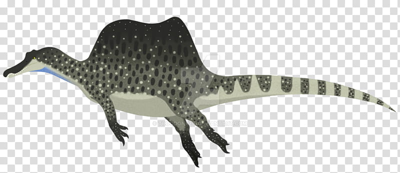 Animal, Spinosaurus, Velociraptor, Carcharodontosaurus, Deltadromeus, Dinosaur, Drawing, Artist transparent background PNG clipart