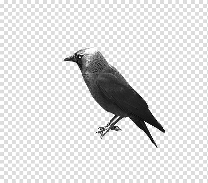 Bird, American Crow, Rook, New Caledonian Crow, Zschopau, Common Raven, Western Jackdaw, Drawing transparent background PNG clipart