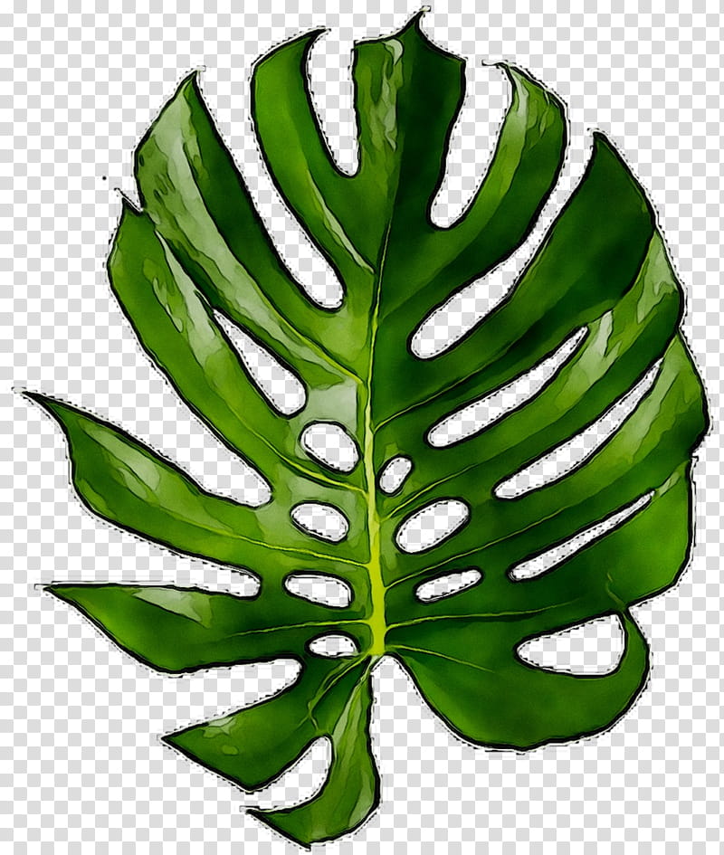 Green Leaf, Tshirt, Email, Fruit, Plant Stem, Neckline, Breakfast Cereal, Discounts And Allowances transparent background PNG clipart