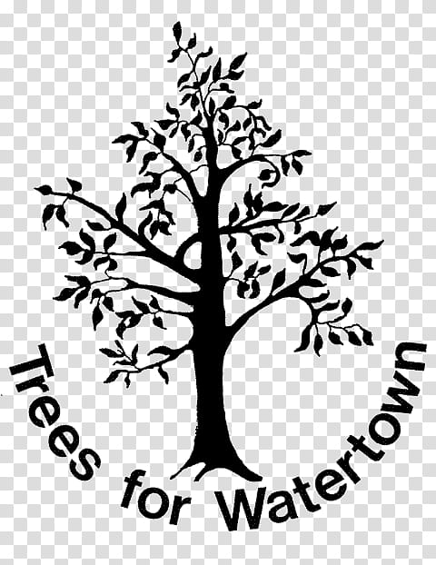 Tree Branch Silhouette, Watertown, Organization, Somerville, Urban Forestry, Charitable Organization, Waltham, Massachusetts transparent background PNG clipart