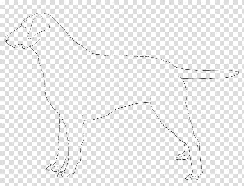 Curly Coated Retriever Line Art, black and white dog sketch transparent background PNG clipart