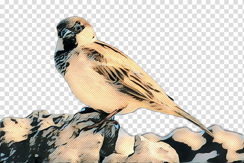 Bird, Finches, Beak, Feather, Bobolink, Perching Bird, Brambling, Wildlife transparent background PNG clipart