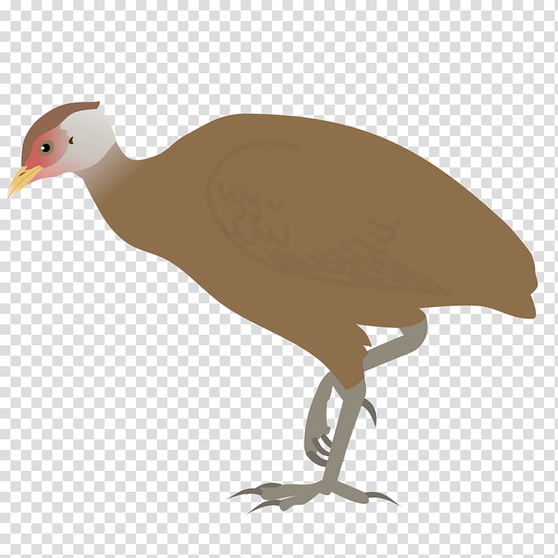 Crane Bird, Great Nicobar Island, Great Nicobar Biosphere Reserve, Nicobar Megapode, Philippine Megapode, Maleo, Tongan Megapode, Landfowl transparent background PNG clipart