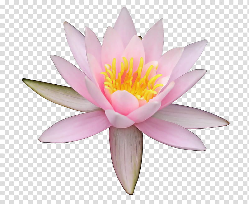 White Lily Flower, Nymphaea Nelumbo, Lilies, Pink M, Lotusm, Family, Fragrant White Water Lily, Petal transparent background PNG clipart
