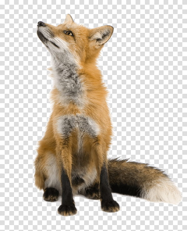 red fox fox swift fox wildlife coyote, Fur, Snout, Grey Fox, Tail, Kit Fox, Jackal transparent background PNG clipart