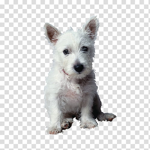 s, West Highland White Terrier, Animal, Pet, Flowvella, Carpet, Dog, Puppy transparent background PNG clipart