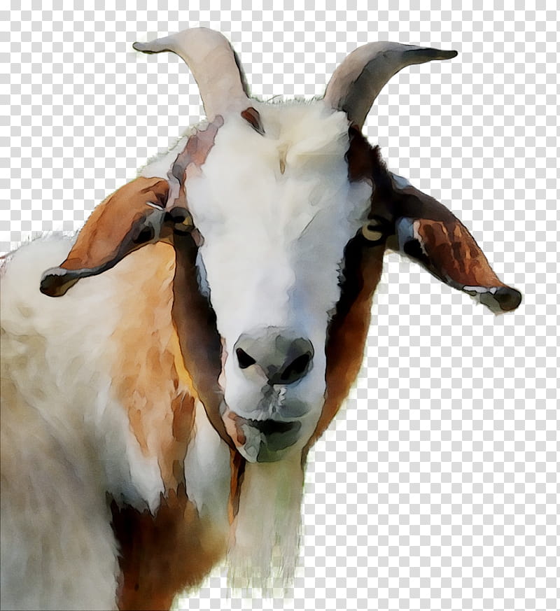 Mountain, Goat, Snout, Goats, Goatantelope, Horn, Feral Goat, Cowgoat ...