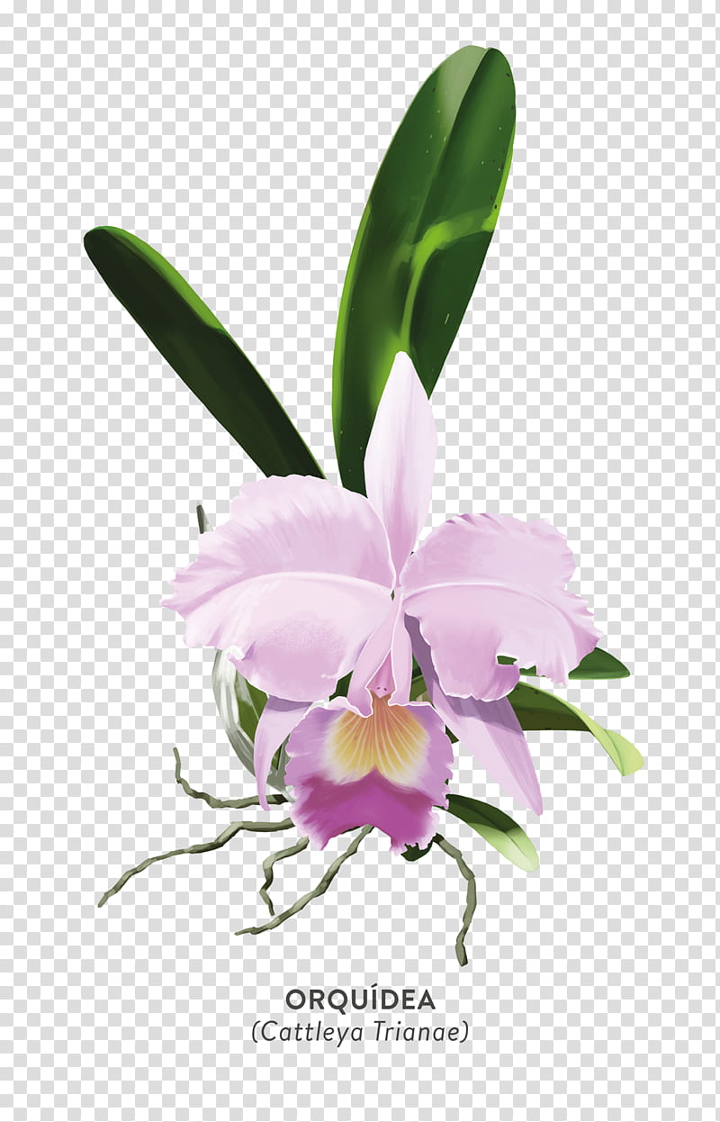 Pink Flower, Christmas Orchid, Crimson Cattleya, Orchids, Plants, Moth Orchids, Flora, Money transparent background PNG clipart