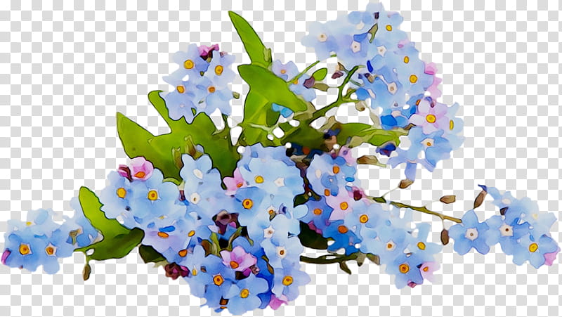 Floral, Scorpion Grasses, Alamy, Flower, Floral Design, 1000000, Blue, Plant transparent background PNG clipart