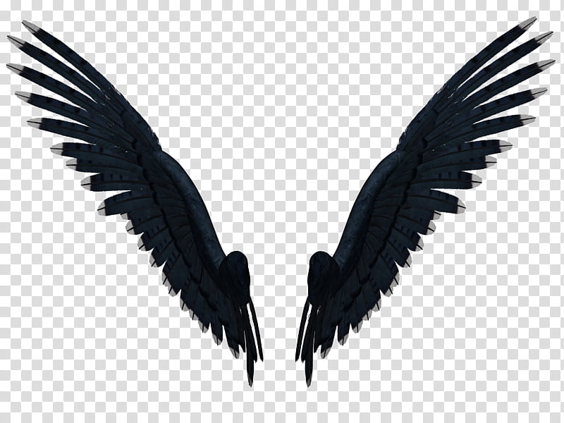 Feathered Wings B , pair of black wings illustration transparent background PNG clipart