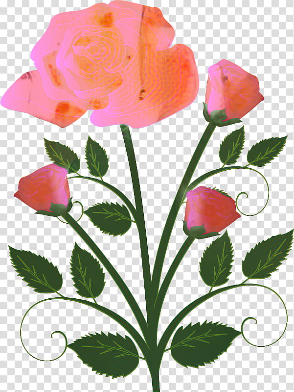 Pink Flower, Flower Bouquet, Rose, Floral Design, Petal, Pink Flowers, Plant, Prickly Rose transparent background PNG clipart