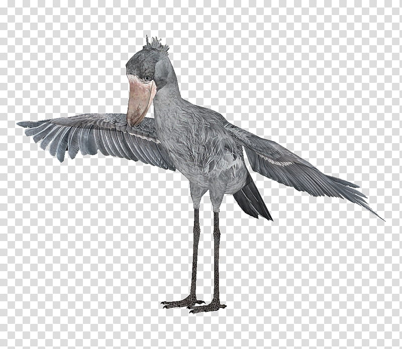 Library, Shoebill, Heron, Bird, Beak, Animal, Stork, Zoo Tycoon 2 transparent background PNG clipart