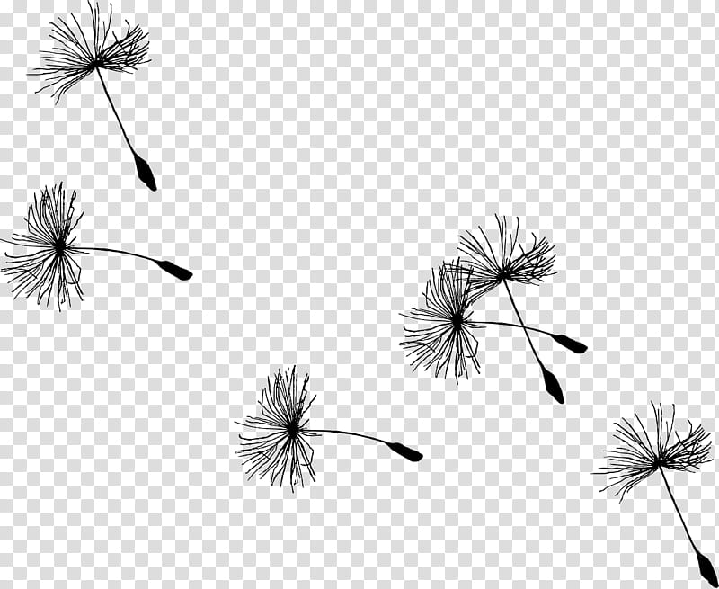 Flower Stem, Video, Dream, Wish, Year, News, 2019, Actor transparent background PNG clipart