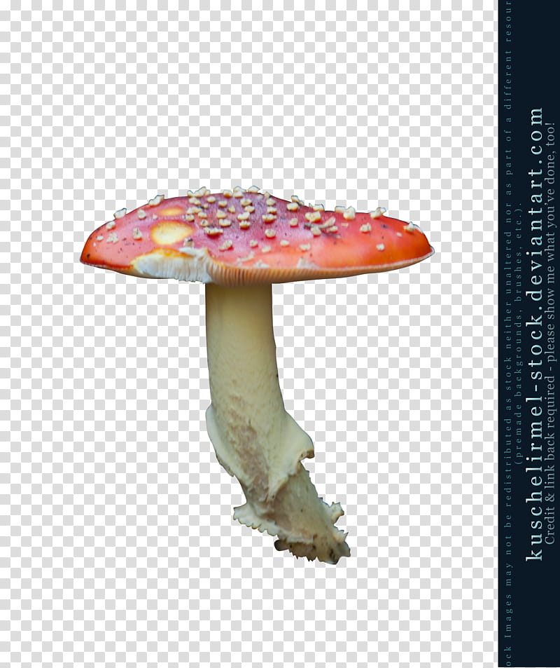 white and red mushroom transparent background PNG clipart
