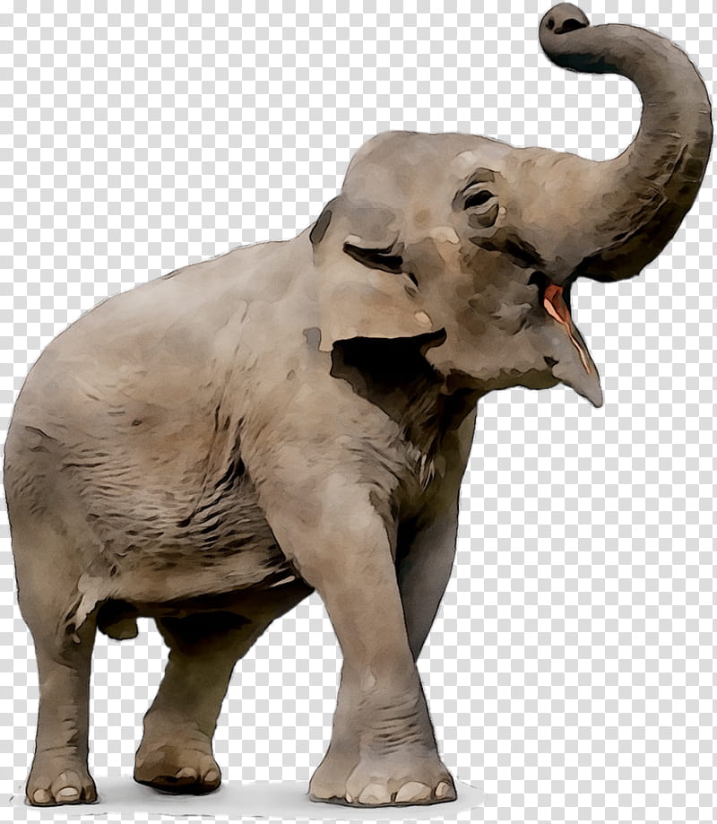 Circus, Elephant, Drawing, Ringling Bros And Barnum Bailey Circus, Indian Elephant, Elephants In Thailand, Animal, Internet Meme transparent background PNG clipart