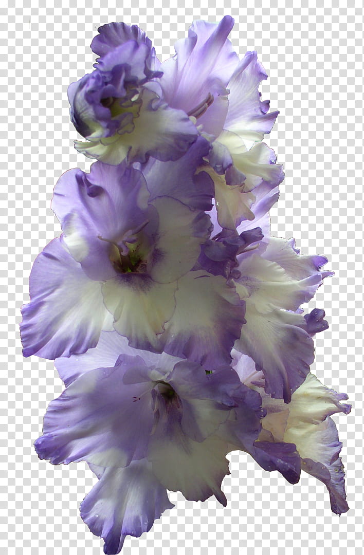Blue Iris Flower, Gladiolus, Bulb, Lily, Tulip, Seed, Perennial Plant, Iris Family transparent background PNG clipart