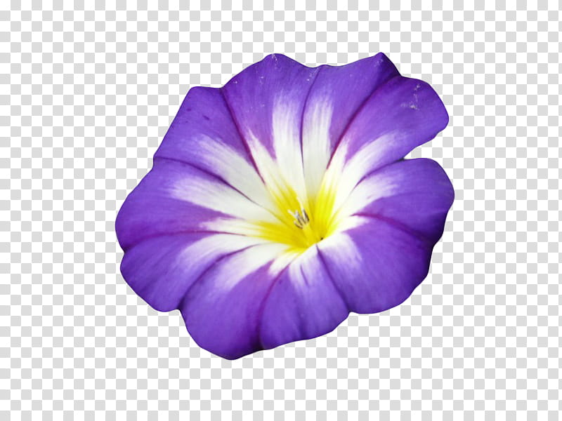 , purple and white petunia flower PYLA#ABM barcode transparent background PNG clipart