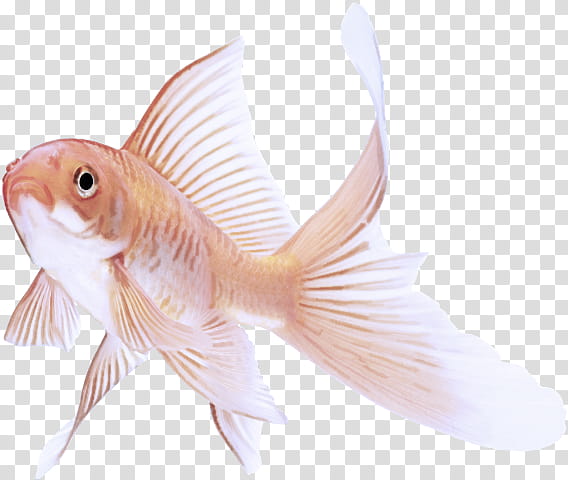 fish fish goldfish tail fin, Feeder Fish, Bonyfish, Cyprinidae transparent background PNG clipart
