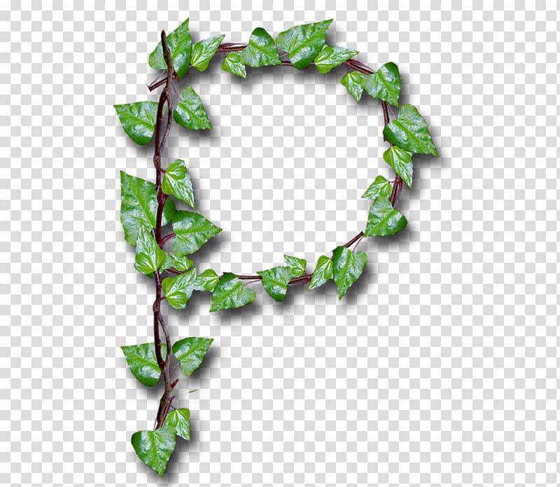 Green Leaf, Alphabet, Ladybird Beetle, God, Ivy, Plant, Branch, Holly transparent background PNG clipart