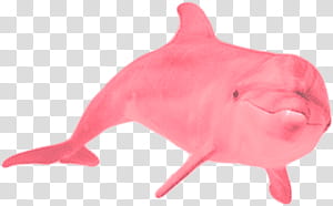 , pink dolphin illustration transparent background PNG clipart