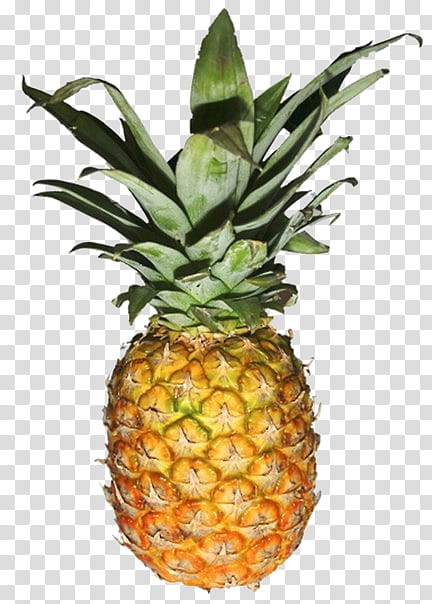 Pineapple, Ananas, Fruit, Plant, Food, Natural Foods, Flowering Plant transparent background PNG clipart
