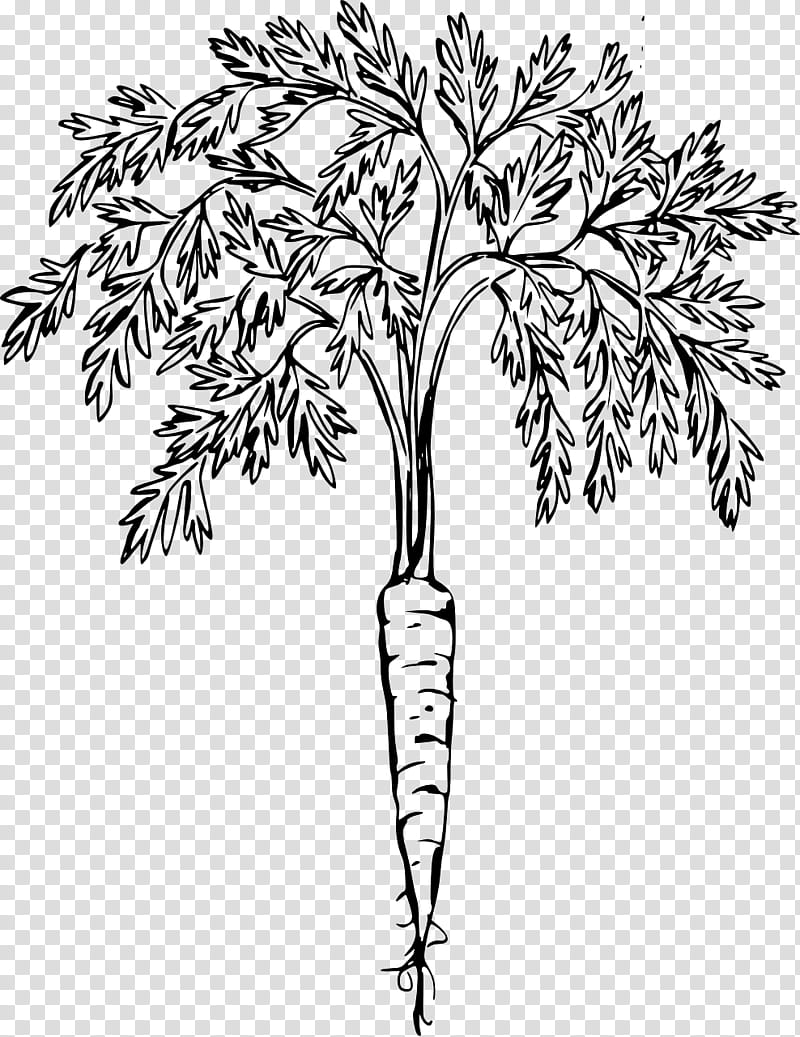 Flower Line Art, Carrot, Drawing, Vegetable, Food, Baby Carrot, Tree, Leaf transparent background PNG clipart