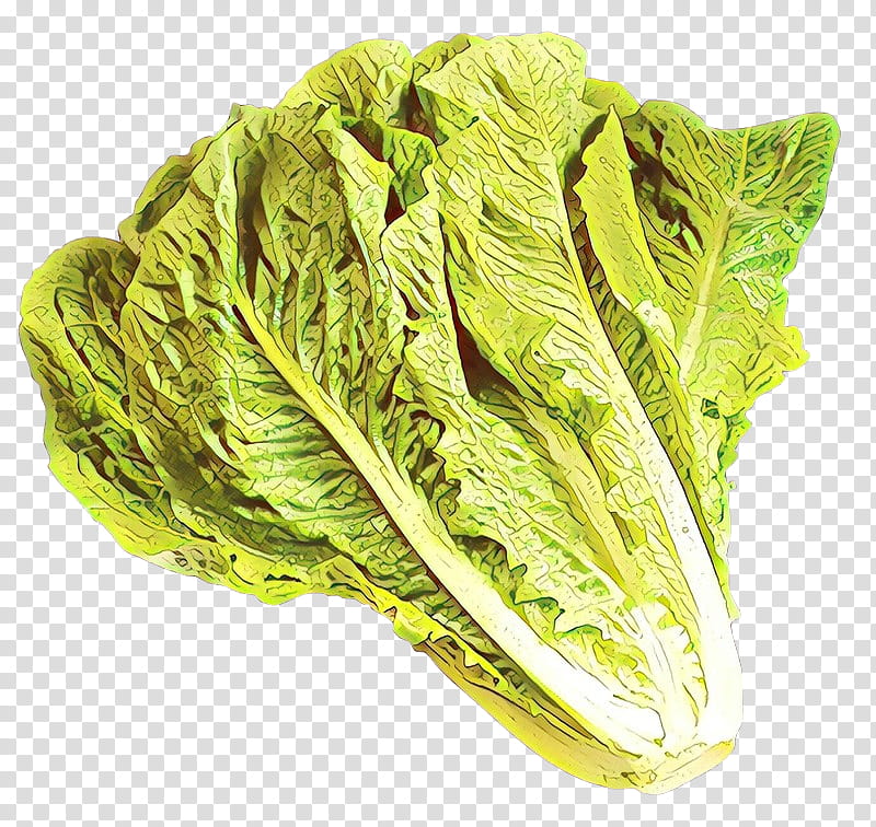 leaf vegetable vegetable romaine lettuce lettuce cabbage, Savoy Cabbage, Food, Chard, Plant transparent background PNG clipart