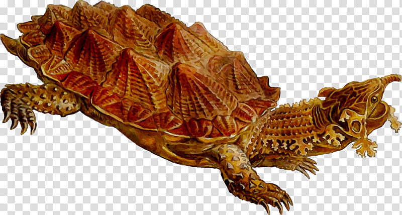 Sea Turtle, Box Turtles, Common Snapping Turtle, Tortoise, Tortoise M, Animal, Snapping Turtles, Pond Turtles transparent background PNG clipart