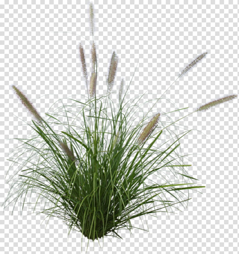 Grass, Ornamental Grass, Chinese Fountain Grass, Ornamental Plant, Purple Fountain Grass, Hakonechloa, Lawn, Lampepoetsergras transparent background PNG clipart