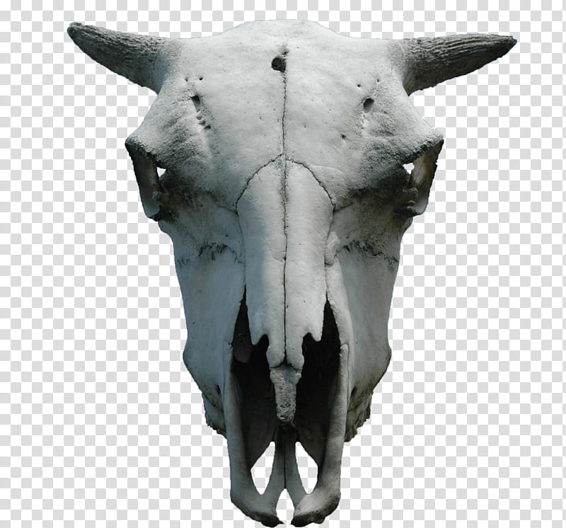 animal skull cut out, gray bull skull transparent background PNG clipart