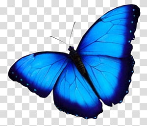 Blue Butterfly Painting Aesthetic - Largest Wallpaper Portal