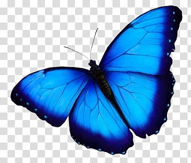 s, blue morpho butterfly transparent background PNG clipart