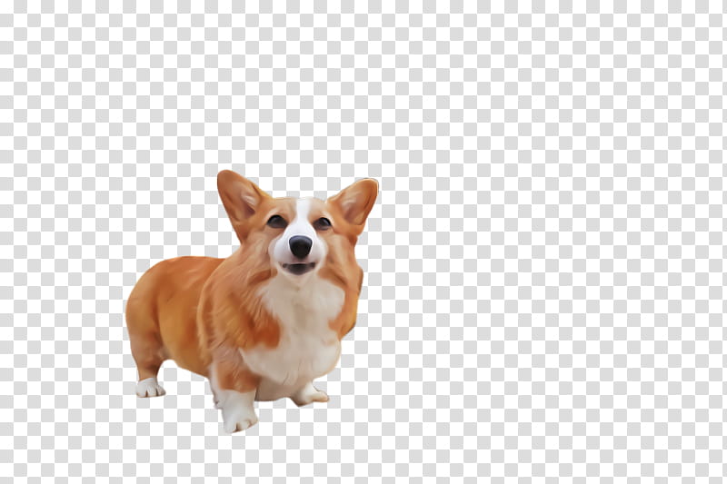 dog welsh corgi pembroke welsh corgi cardigan welsh corgi snout transparent background PNG clipart