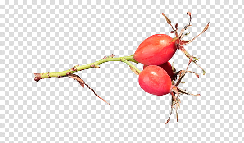 Autumn Branch, Cranberry, Rose Hip, Food, Fruit, Beetroot, Blog, Local Food transparent background PNG clipart