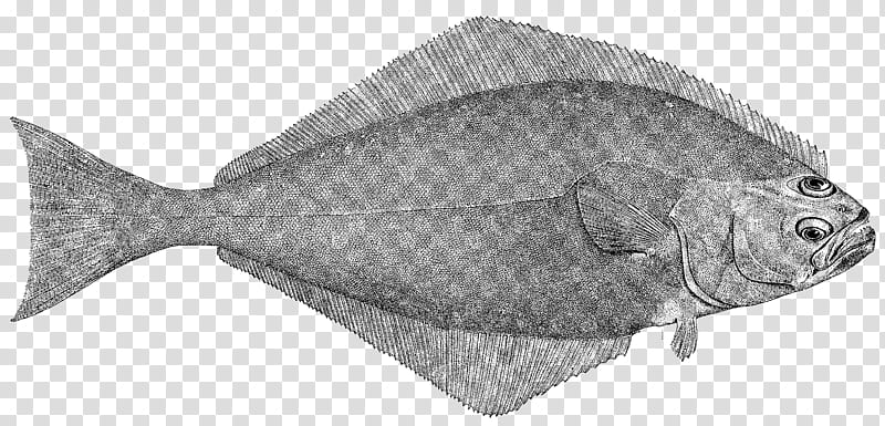 fish sole flatfish fish flounder, Cod, Bonyfish transparent background PNG clipart