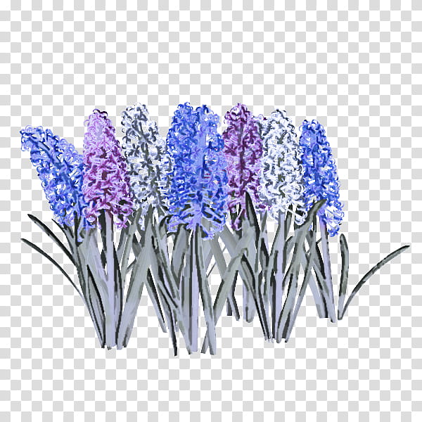 Lavender, Flower, Plant, Purple, Grape Hyacinth, Iris, Delphinium transparent background PNG clipart