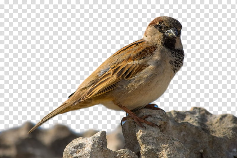 House, House Sparrow, Ortolan Bunting, Finches, Beak, Bird, Emberizidae, Perching Bird transparent background PNG clipart