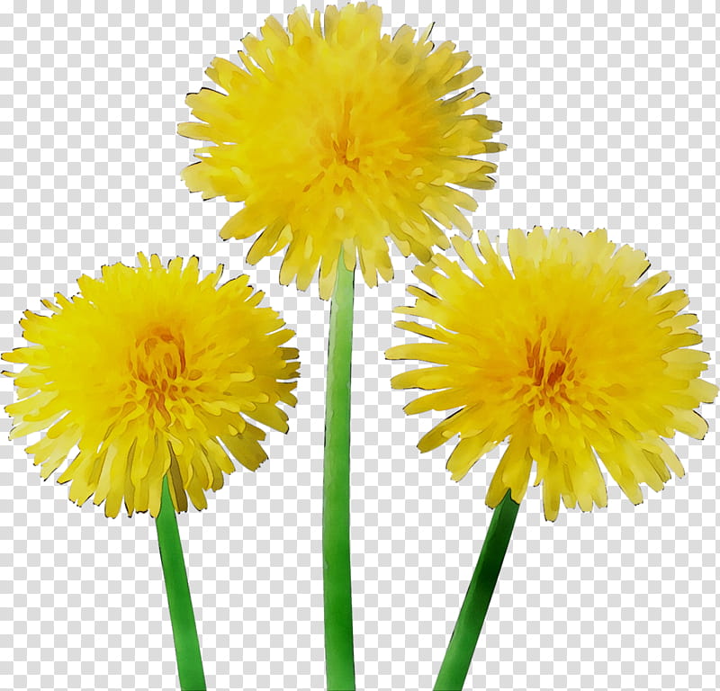 Flowers, Dandelion, Yellow, Cut Flowers, Plant, Sow Thistles, Daisy Family, Gerbera transparent background PNG clipart