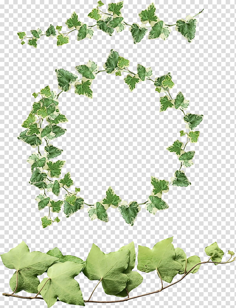 Green Leaf, Common Grape Vine, Grape Leaves, Muscadine, Common Ivy, Bay Laurel, Grapevines, Plant transparent background PNG clipart