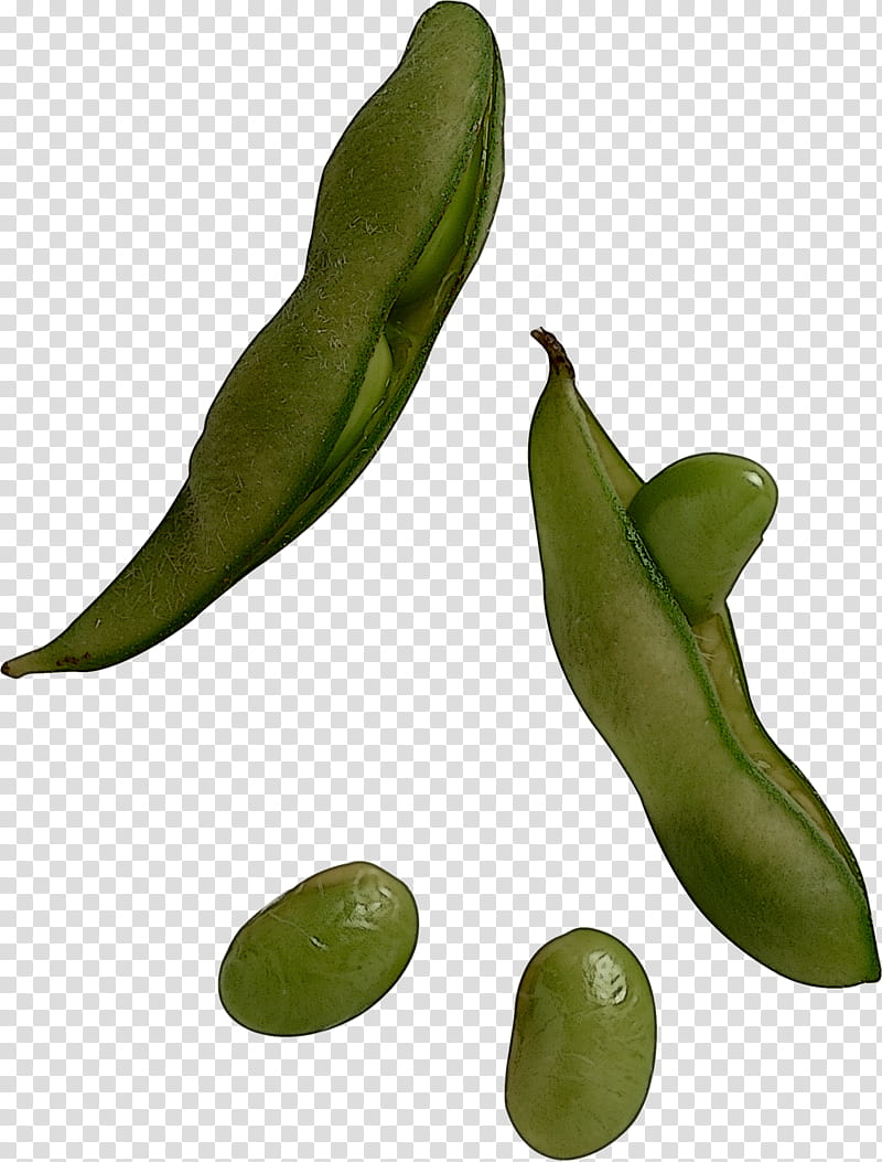 plant leaf legume parkia speciosa fruit, Hyacinth Bean, Food, Snow Peas, Flower, Nepenthes, Vegetable, Caigua transparent background PNG clipart