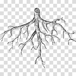 gray root transparent background PNG clipart