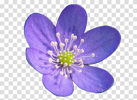 Flower s, purple Hepatica flower transparent background PNG clipart